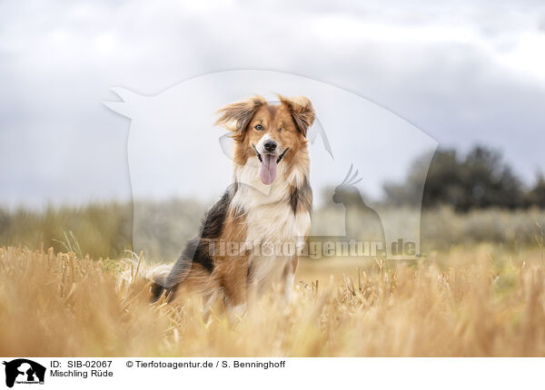 Mischling Rde / male mongrel / SIB-02067