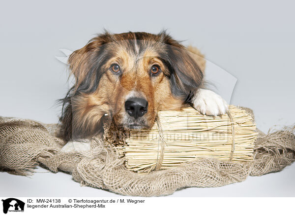 liegender Australian-Shepherd-Mix / lying Australian-Shepherd-Mongrel / MW-24138