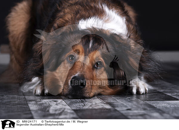 liegender Australian-Shepherd-Mix / lying Australian-Shepherd-Mongrel / MW-24171
