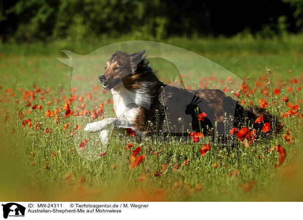 Australian-Shepherd-Mix auf Mohnwiese / Australian-Shepherd-Mongrel on poppy meadow / MW-24311