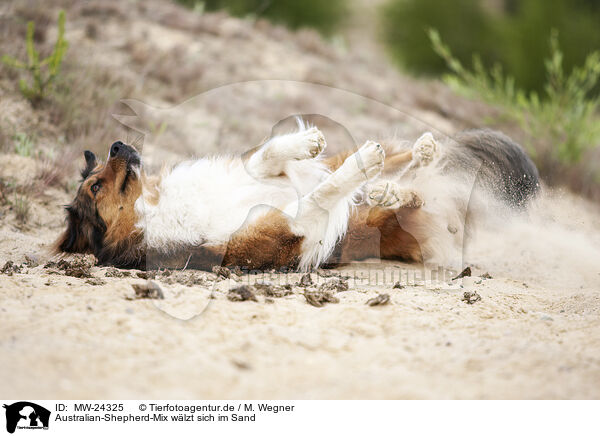 Australian-Shepherd-Mix wlzt sich im Sand / Australian-Shepherd-Mongrel wallowing in sand / MW-24325