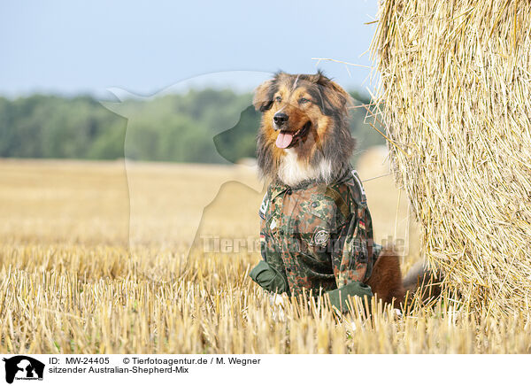 sitzender Australian-Shepherd-Mix / sitting Australian-Shepherd-Mongrel / MW-24405