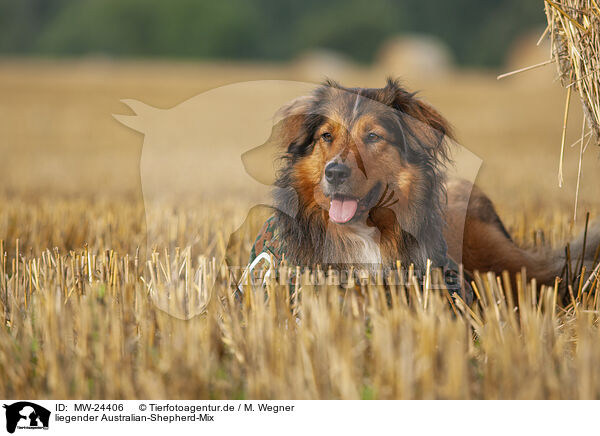 liegender Australian-Shepherd-Mix / lying Australian-Shepherd-Mongrel / MW-24406