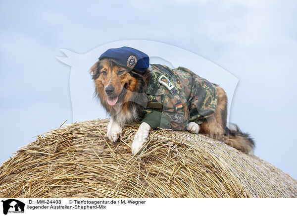 liegender Australian-Shepherd-Mix / lying Australian-Shepherd-Mongrel / MW-24408