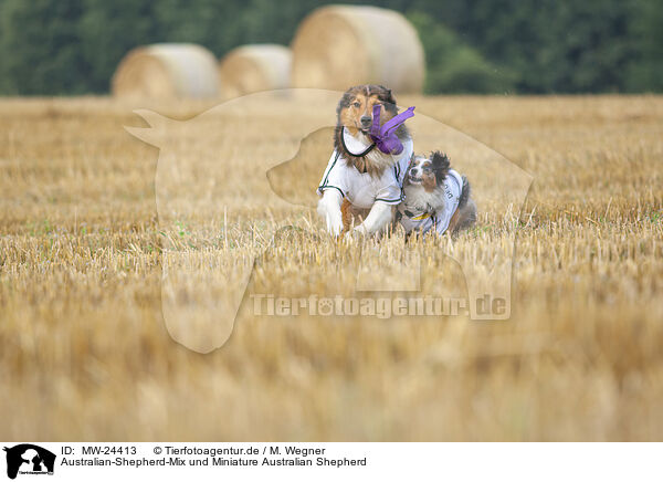 Australian-Shepherd-Mix und Miniature Australian Shepherd / Australian-Shepherd-Mongrel and Miniature Australian Shepherd / MW-24413