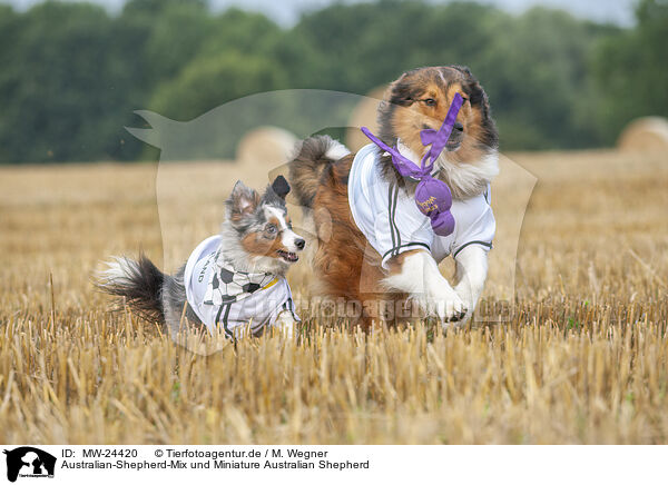 Australian-Shepherd-Mix und Miniature Australian Shepherd / Australian-Shepherd-Mongrel and Miniature Australian Shepherd / MW-24420
