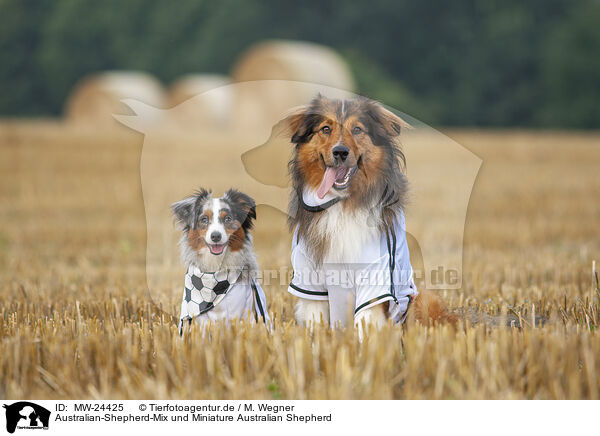 Australian-Shepherd-Mix und Miniature Australian Shepherd / Australian-Shepherd-Mongrel and Miniature Australian Shepherd / MW-24425