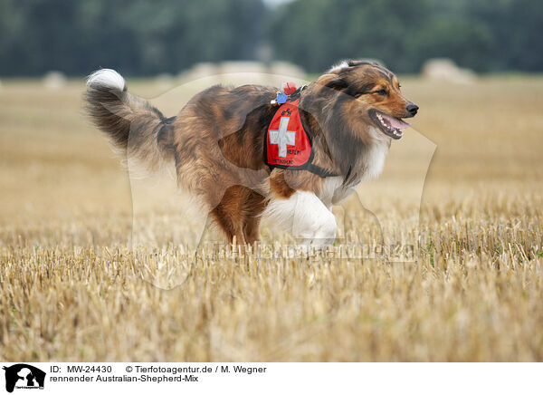 rennender Australian-Shepherd-Mix / MW-24430