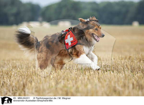 rennender Australian-Shepherd-Mix / MW-24431