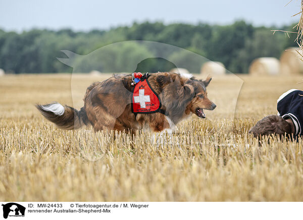 rennender Australian-Shepherd-Mix / Mantrailing / MW-24433