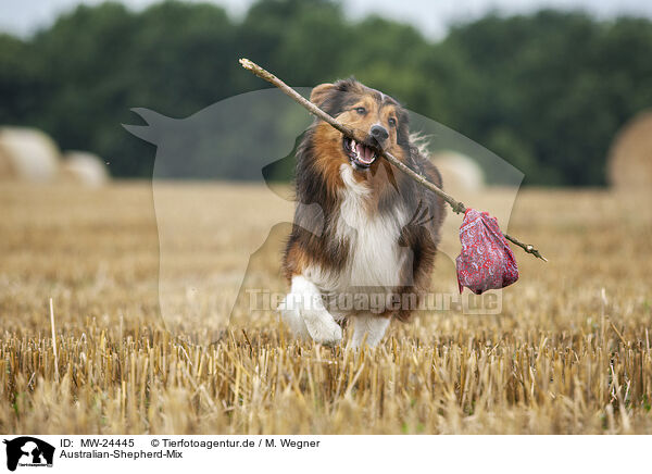 Australian-Shepherd-Mix / Australian-Shepherd-Mongrel / MW-24445