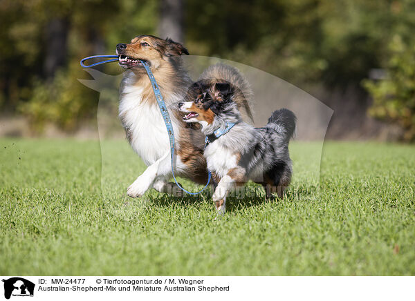 Australian-Shepherd-Mix und Miniature Australian Shepherd / Australian-Shepherd-Mongrel and Miniature Australian Shepherd / MW-24477