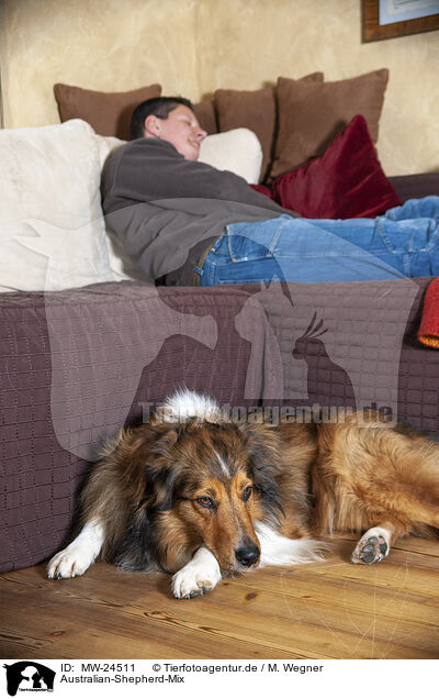Australian-Shepherd-Mix / Australian-Shepherd-Mongrel / MW-24511