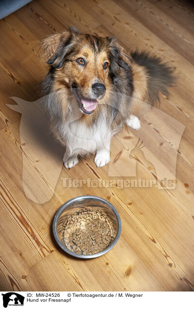 Hund vor Fressnapf / Dog in front of food bowl / MW-24526