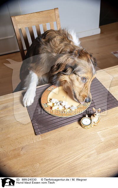 Hund klaut Essen vom Tisch / Dog steals food from table / MW-24530