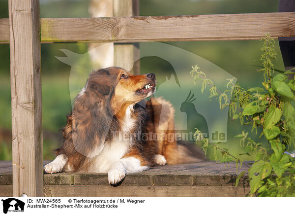 Australian-Shepherd-Mix auf Holzbrcke / Australian-Shepherd-Mongrel on wooden bridge / MW-24565