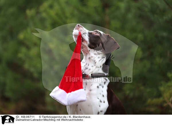 Dalmatiner-Labrador-Mischling mit Weihnachtsdeko / Dalmatian-Labrador-Mongrel with christmas decoration / KB-06711