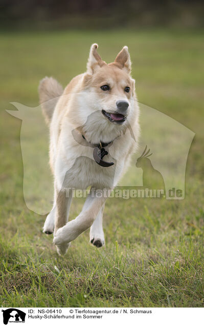 Husky-Schferhund im Sommer / Shepherd-Husky in summer / NS-06410