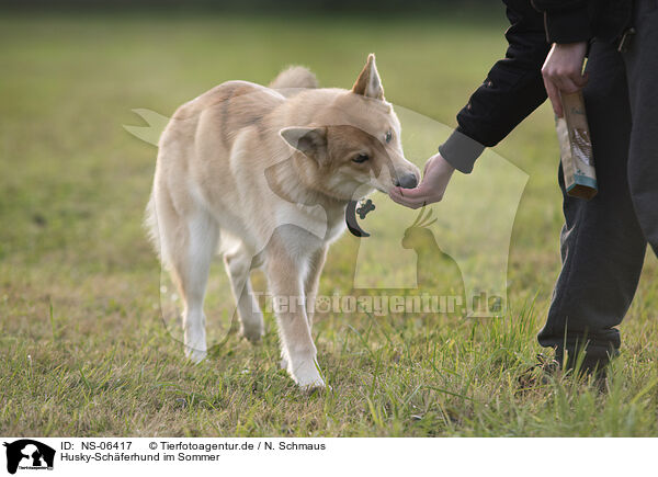 Husky-Schferhund im Sommer / Shepherd-Husky in summer / NS-06417