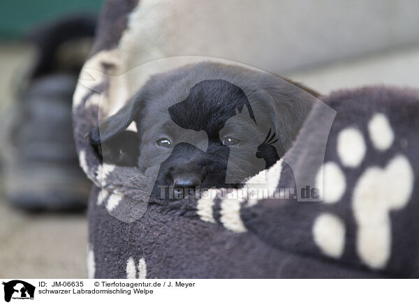 schwarzer Labradormischling Welpe / black Labrador Mongrel Puppy / JM-06635