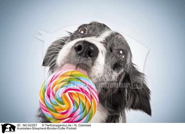 Australian-Shepherd-Border-Collie Portrait / Australian-Shepherd-Border-Collie Portrait / NC-02267