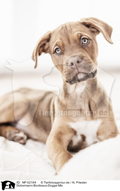 Dobermann-Bordeaux-Dogge-Mix / Doberman-Dogue-de-Bordeaux-Mongrel / NP-02164