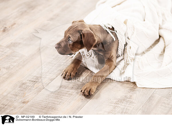 Dobermann-Bordeaux-Dogge-Mix / Doberman-Dogue-de-Bordeaux-Mongrel / NP-02189
