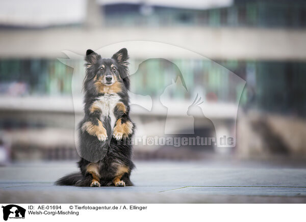Welsh-Corgi-Mischling / Welsh-Corgi-Mongrel / AE-01694
