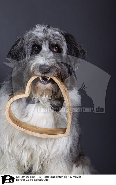 Border-Collie-Schafpudel / Border-Collie-Schafpudel / JM-08180