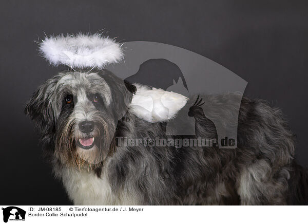 Border-Collie-Schafpudel / JM-08185