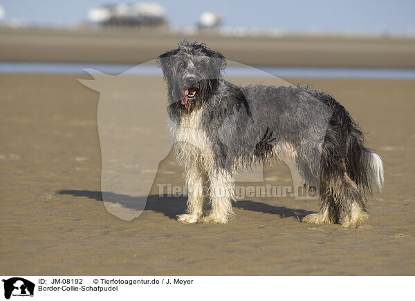 Border-Collie-Schafpudel / Border-Collie-Schafpudel / JM-08192