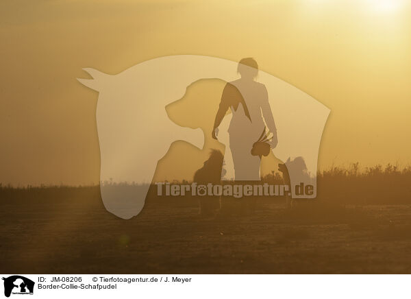 Border-Collie-Schafpudel / Border-Collie-Schafpudel / JM-08206