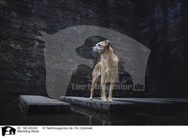 Mischling Rde / male mongrel / NC-02442