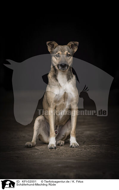 Schferhund-Mischling Rde / male Shepherd-Mongrel / KFI-02001