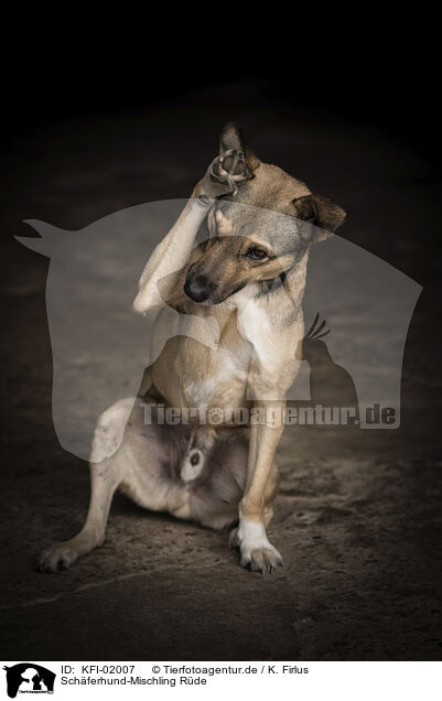 Schferhund-Mischling Rde / male Shepherd-Mongrel / KFI-02007