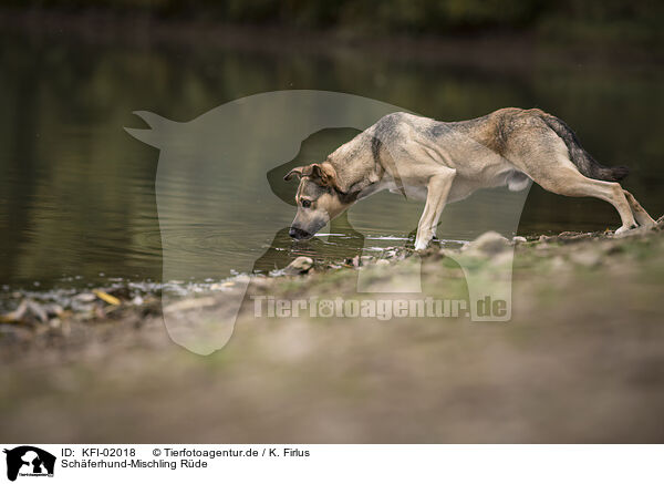 Schferhund-Mischling Rde / male Shepherd-Mongrel / KFI-02018