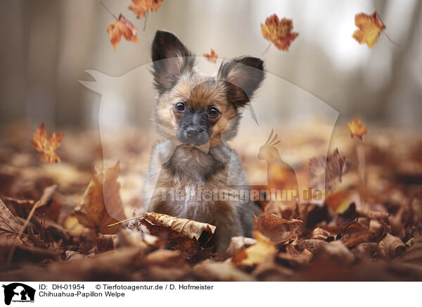 Chihuahua-Papillon Welpe / Chihuahua-Papillon Puppy / DH-01954