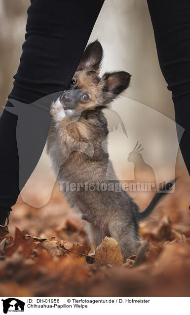 Chihuahua-Papillon Welpe / DH-01956