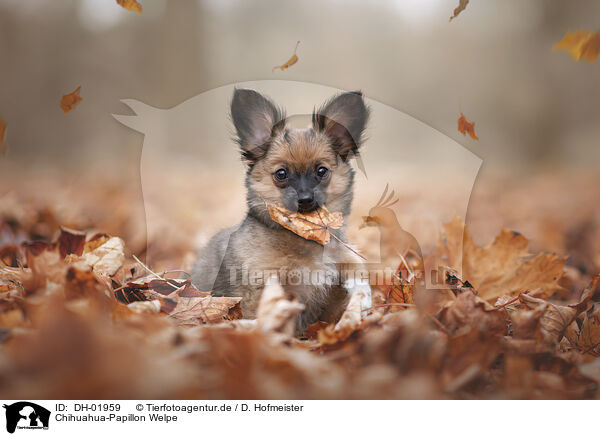 Chihuahua-Papillon Welpe / DH-01959