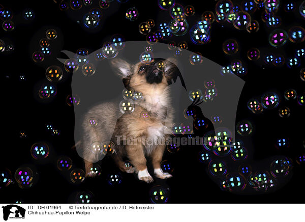 Chihuahua-Papillon Welpe / Chihuahua-Papillon Puppy / DH-01964