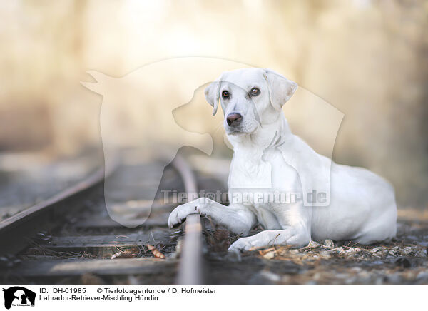 Labrador-Retriever-Mischling Hndin / female Labrador-Retriever-Mongel / DH-01985