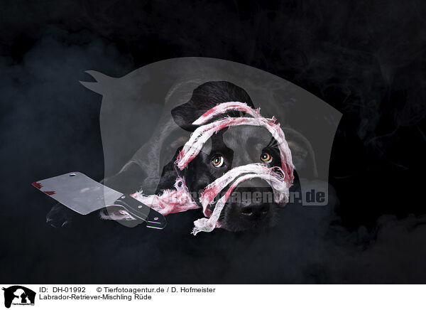 Labrador-Retriever-Mischling Rde / male Labrador-Retriever-Mongel / DH-01992