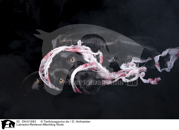 Labrador-Retriever-Mischling Rde / DH-01993