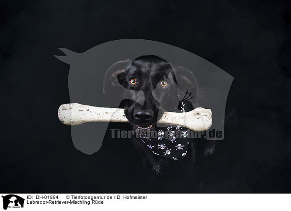 Labrador-Retriever-Mischling Rde / male Labrador-Retriever-Mongel / DH-01994