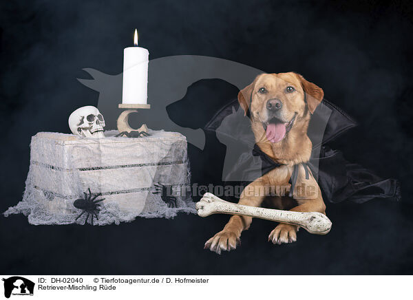 Retriever-Mischling R�de / male Retriever-Mongel / DH-02040