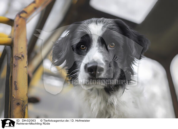 Retriever-Mischling Rde / male Retriever-Mongel / DH-02063