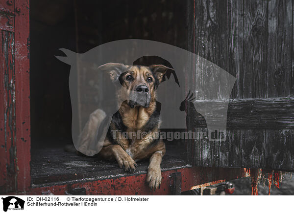 Schferhund-Rottweiler Hndin / female Shepherd-Rottweiler / DH-02116