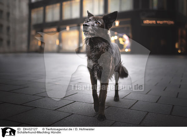 Schferhund-Mischling Hndin / female Shepherd-Mongrel / DH-02127