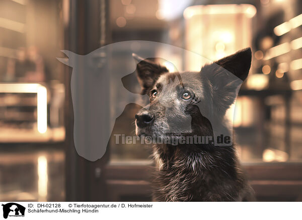 Schferhund-Mischling Hndin / female Shepherd-Mongrel / DH-02128