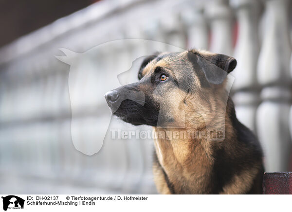 Schferhund-Mischling Hndin / female Shepherd-Mongrel / DH-02137
